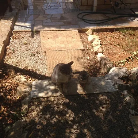 Apartman And Studio Jelusic *